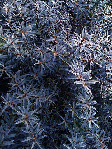 Blue Plants