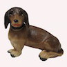 Dachshund